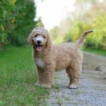 The Adorable Mini Golden Doodle: Your New Best Friend!