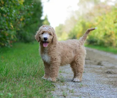 The Adorable Mini Golden Doodle: Your New Best Friend!