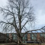 Champion Trees: Nature’s Giants and the Science Behind Identifying the Largest Trees