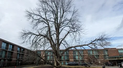 Champion Trees: Nature’s Giants and the Science Behind Identifying the Largest Trees