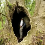 Ohio Champion Trees Lewis Center Ohio: A Complete Guide to Ohio’s Largest Living Giants
