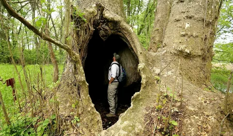 Ohio Champion Trees Lewis Center Ohio: A Complete Guide to Ohio’s Largest Living Giants