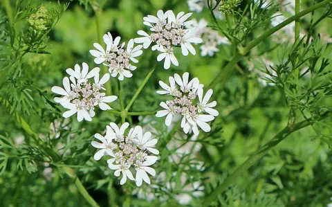 Koriandri: A Complete Guide to Coriander, Its Uses, Benefits, and Cultural Significance